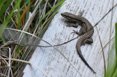 Lézard des murailles 