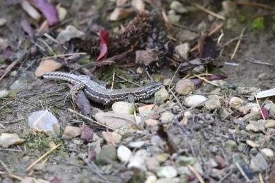 Lézard des murailles 