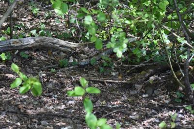 Natrix helvetica