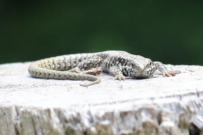 Lézard des murailles 