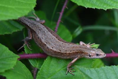Lézard vivipare 
