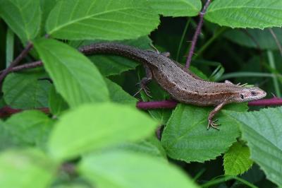 Lézard vivipare 