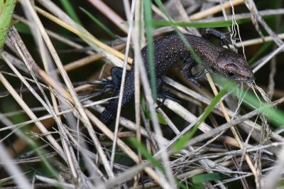 Lézard vivipare 