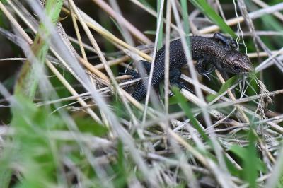 Lézard vivipare 