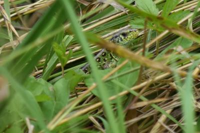 Lézard des souches 