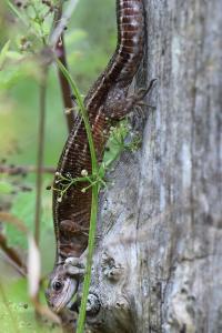 Lézard vivipare 