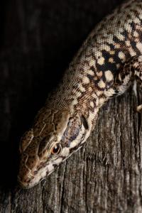 Lézard des murailles 