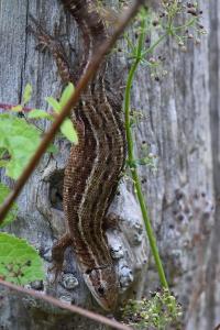 Lézard vivipare 