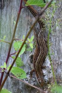 Lézard vivipare 