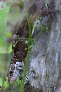 Lézard vivipare 