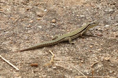 Lézard des murailles 