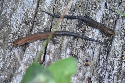 Lézard vivipare 