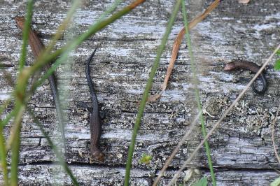 Lézard vivipare 