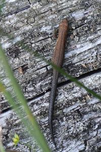 Lézard vivipare 
