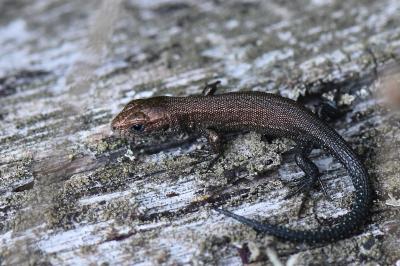 Lézard vivipare 