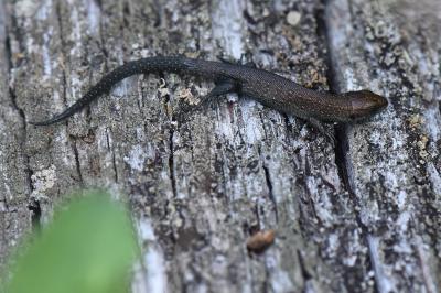 Lézard vivipare 