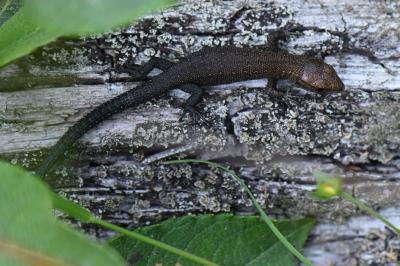 Lézard vivipare 