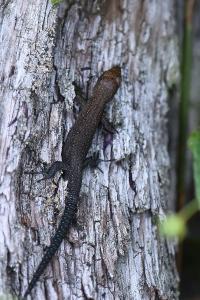 Lézard vivipare 