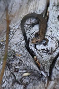 Lézard vivipare 