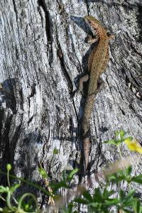 Lézard vivipare 