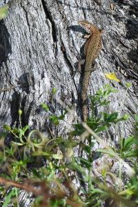 Lézard vivipare 