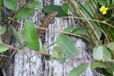 Lézard vivipare 