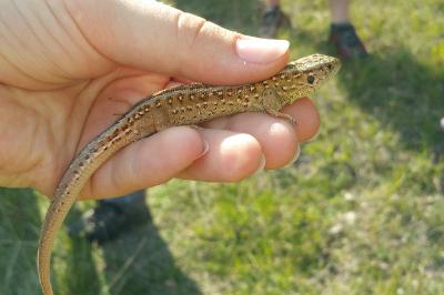 Lézard des souches 