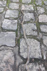 Couleuvre d'Esculape 