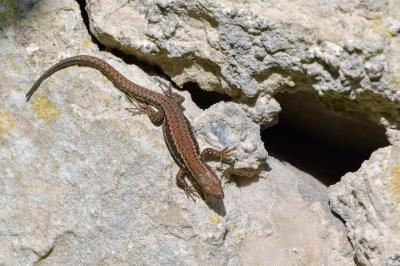 Lézard des murailles 