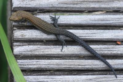Lézard vivipare 