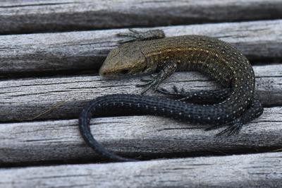 Lézard vivipare 