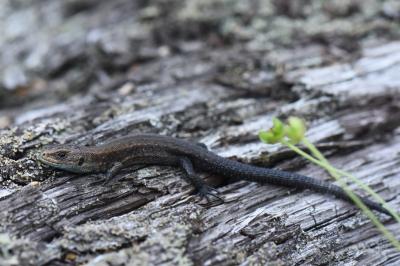 Lézard vivipare 