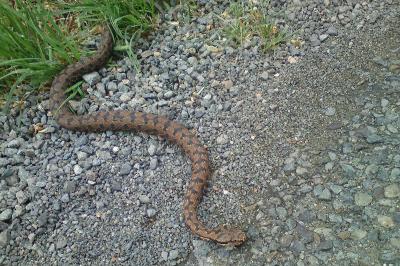Vipera aspis