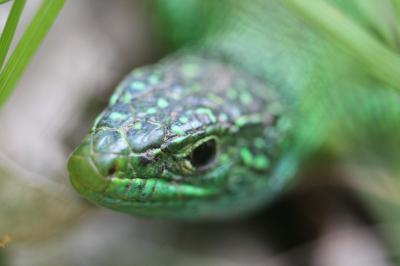 Lacerta bilineata