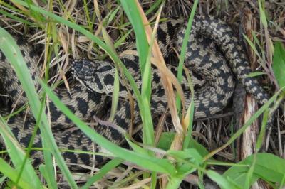 Vipera berus