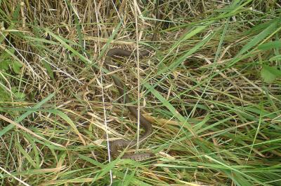 Couleuvre helvétique 