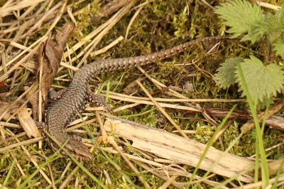 Lézard des murailles 