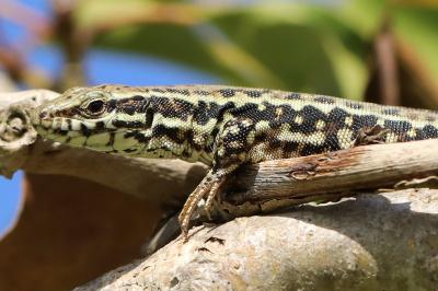 Lézard des murailles 