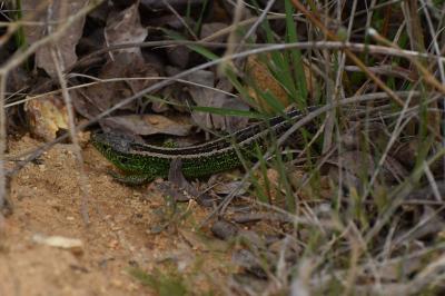 Lézard des souches 