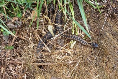 Vipera berus
