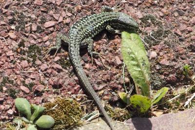 Lézard des murailles 