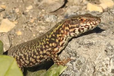 Lézard des murailles 