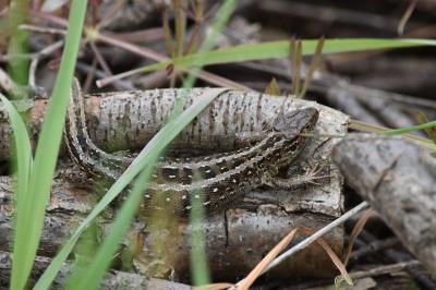 Lacerta agilis