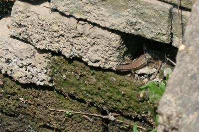 Lézard des murailles 