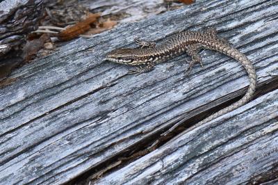 Lézard des murailles 