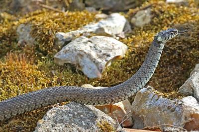 Natrix helvetica