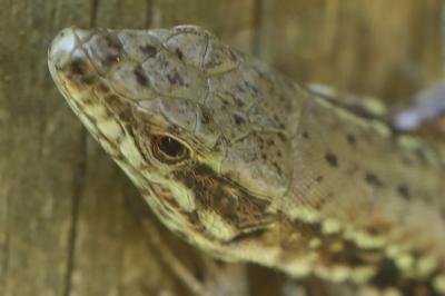 Lézard des murailles 