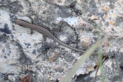 Lézard des murailles 