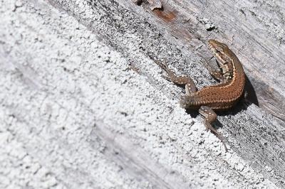 Lézard des murailles 