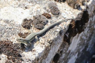 Lézard des murailles 
